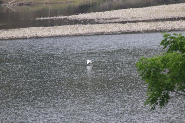 The picture of river and bird.