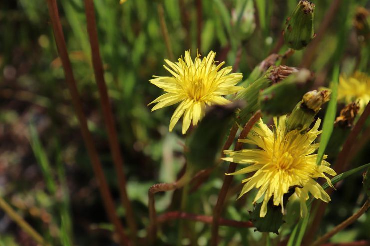 Image of flower